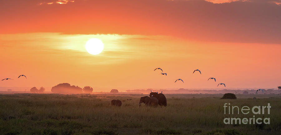 Elephants at sunrise in Amboseli National Park Photograph by Jane Rix