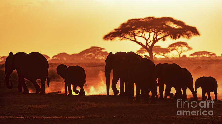 Elephants at sunset in Amboseli National Park Photograph by Jane Rix