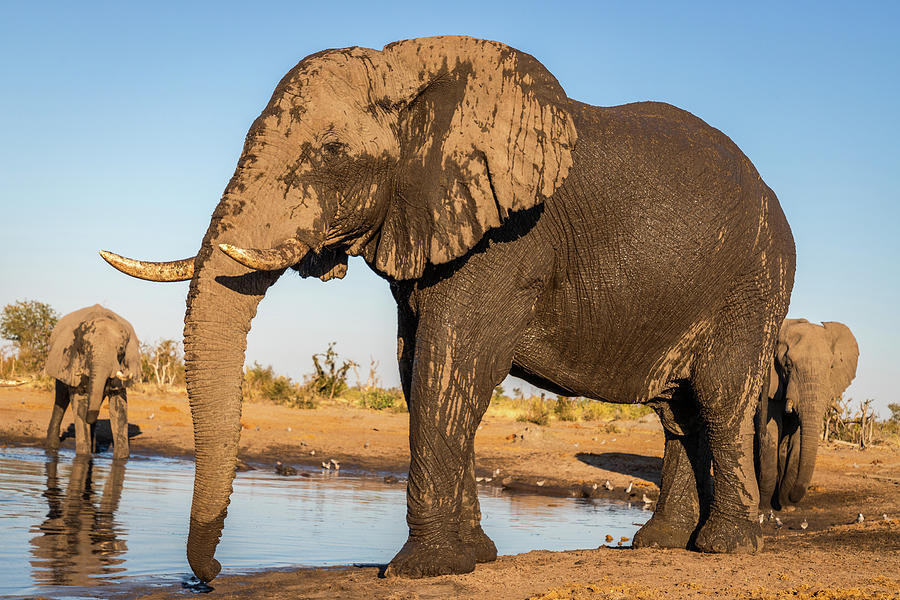 Elephants at the Watering Hole Photograph by Elvira Peretsman