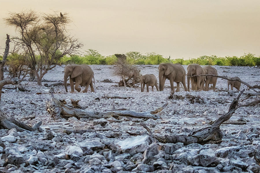 Elephants Coming Into the Okaukuejo Waterhole Photograph by Belinda Greb