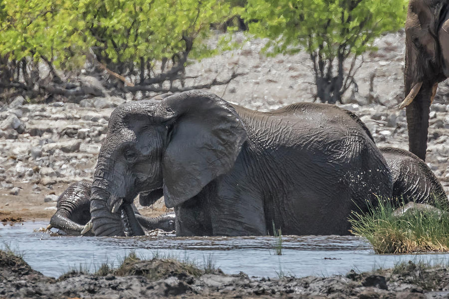 Elephants Cooling Off at Rietfontein Waterhole Photograph by Belinda Greb