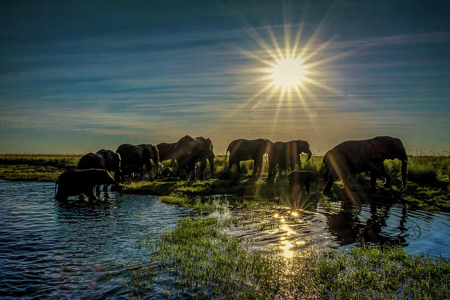 Elephants Cross the Chobe River Photograph by Douglas Wielfaert
