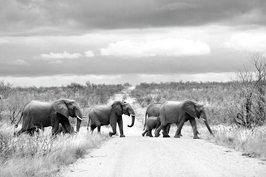 Elephants Crossing Photograph by Mia Badenhorst