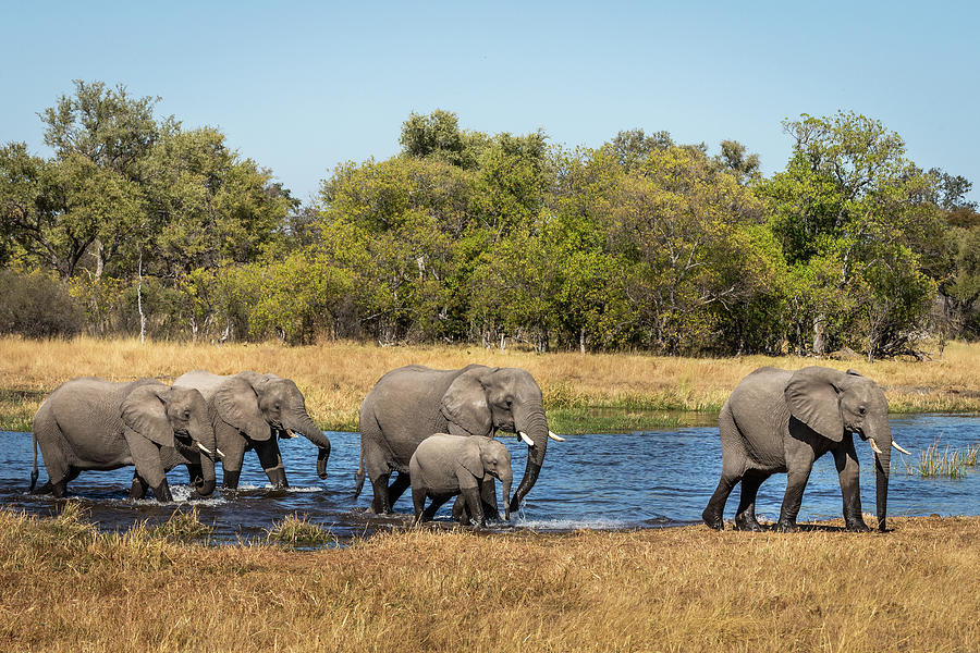 Elephants Crossing the River Photograph by Elvira Peretsman