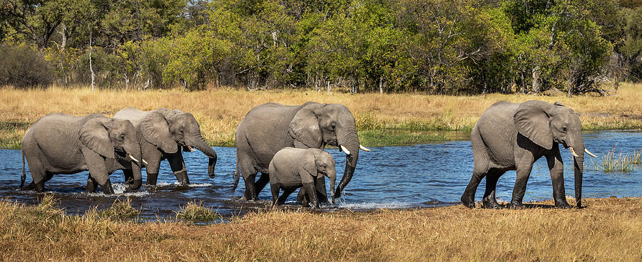 Elephants Crossing the River in Botswana Photograph by Elvira Peretsman
