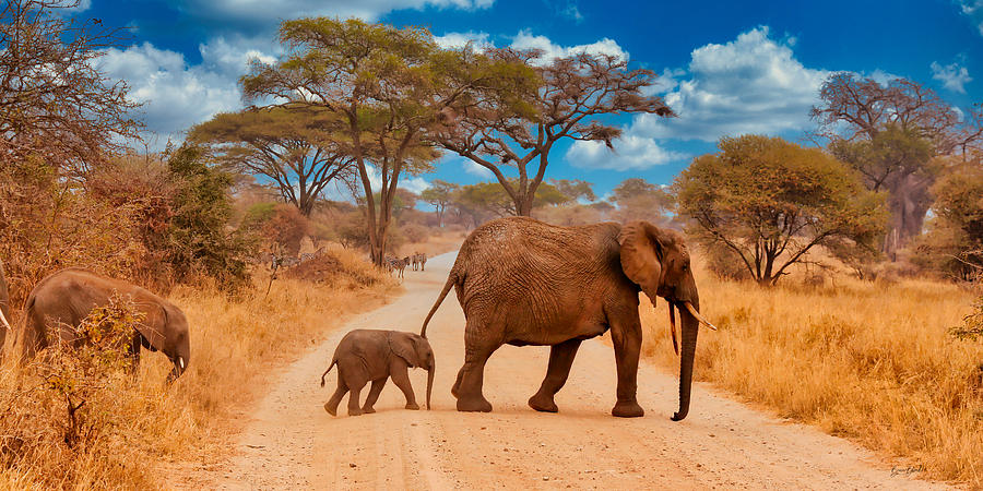 Elephants Crossing the Road Photograph by Bruce Block