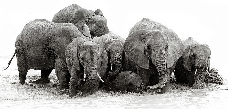 Elephants Crossing Photograph