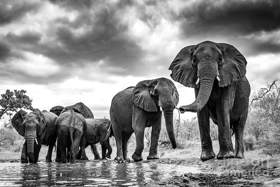 Elephant Photograph - Elephants drinking  by Tony Camacho