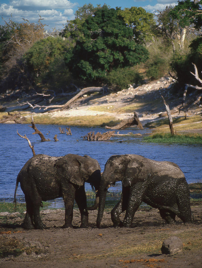 Elephants Enjoying a Mud Bath Photograph by Russel Considine