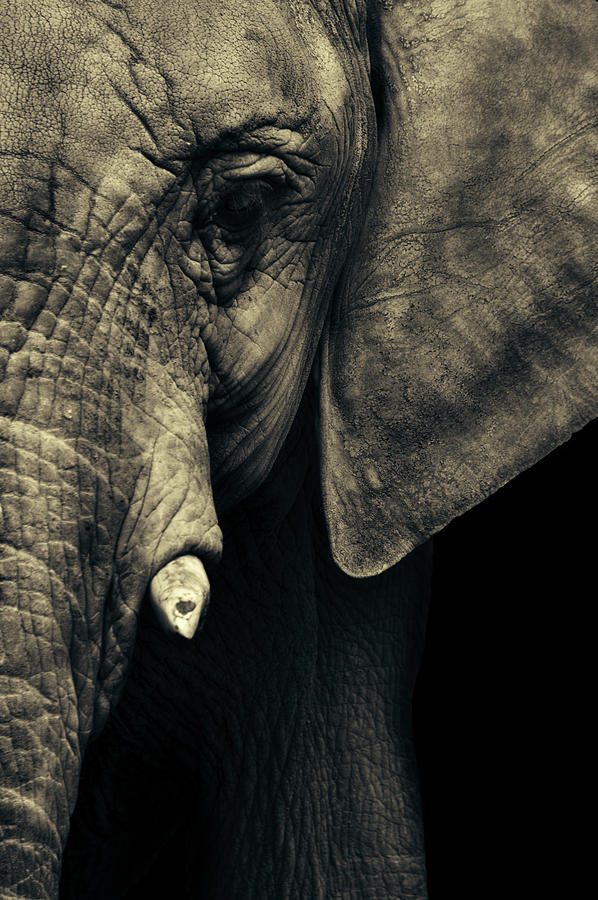 Elephants Face Photograph by VikaValter