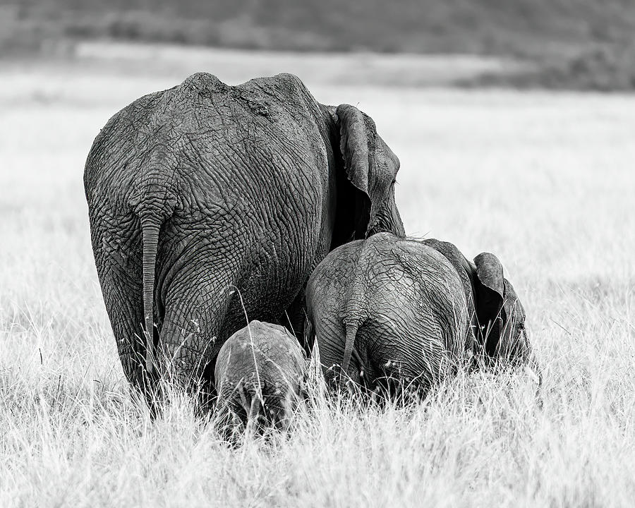 Elephants I Photograph by Chris Dutton