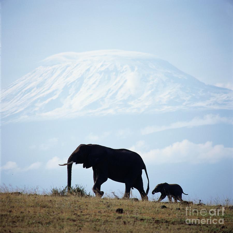 Elephants In Africa Photograph by Reinhard Schmid - eStock Photo