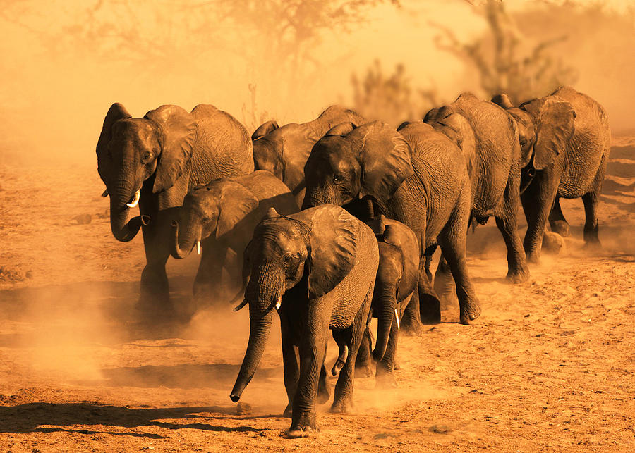 Elephants in dust Photograph by Michael Rosenbaum