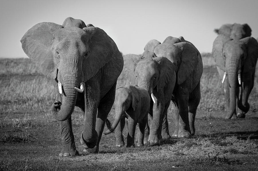 Elephants in Line Photograph by Danielle Blanchette - Fine Art America