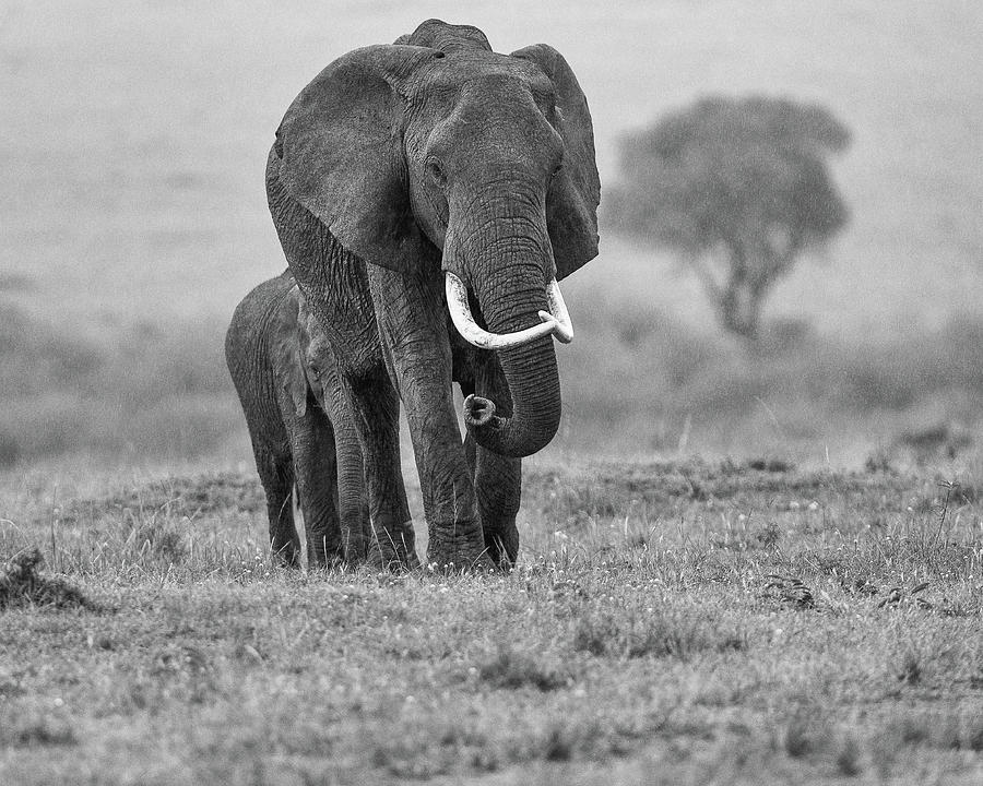 Elephants in the rain - monochrome Photograph by Murray Rudd
