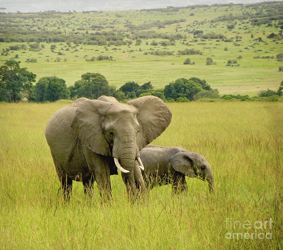 Elephants Photograph by John Anderson