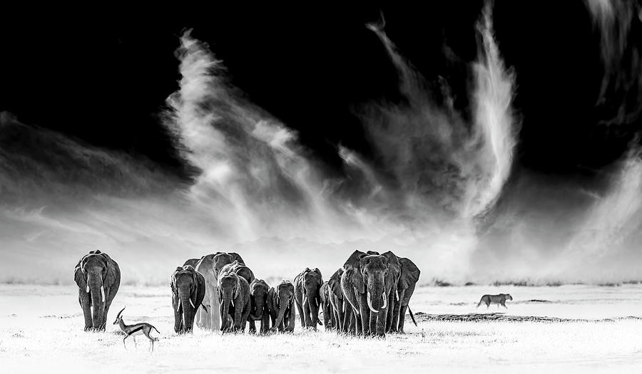 Elephants, Lion and Gazelle - Amboseli, Kenya Photograph by Stu Porter
