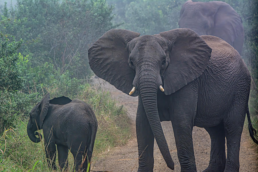 Elephants of Hluhluwe Photograph by Douglas Wielfaert