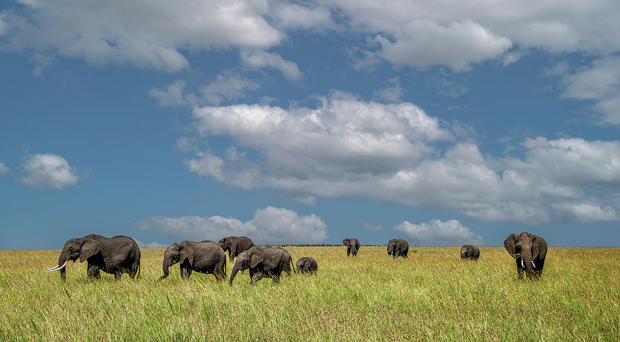 Elephants of the Maasai Mara Photograph by Marcy Wielfaert