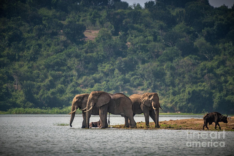 Elephants On Shore Photograph