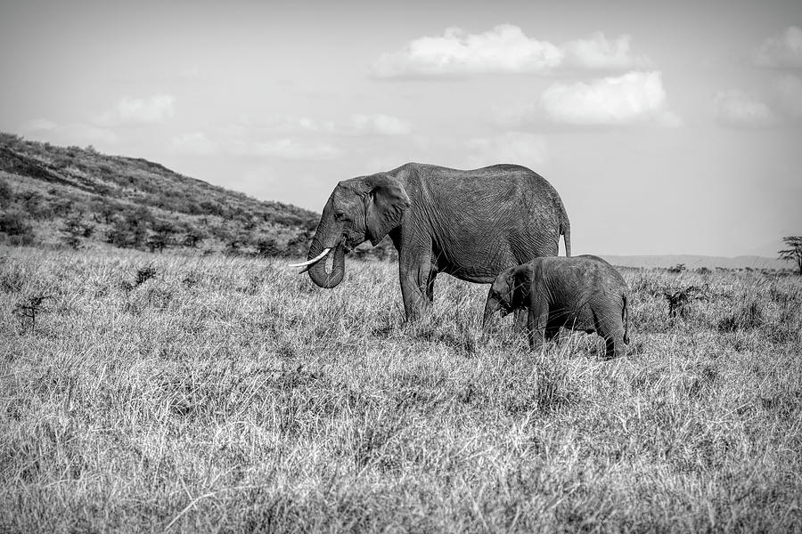 Elephants on the Grassland in Kenya B/W Photograph by Lindley Johnson