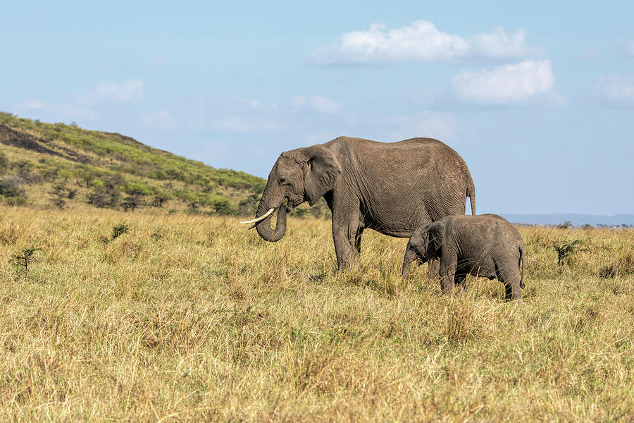 Elephants on the Grassland in Kenya Photograph by Lindley Johnson