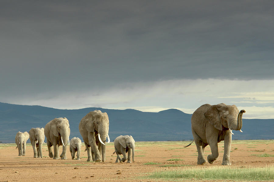 Elephants on the lake bed Photograph by Simon Belcher - Fine Art America