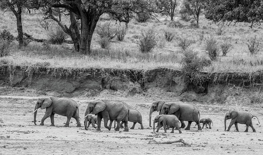 Elephants on the March in the Serengeti Photograph by Marcy Wielfaert