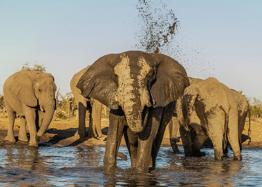 Elephants Taking A Mud Shower Photograph by Elvira Peretsman