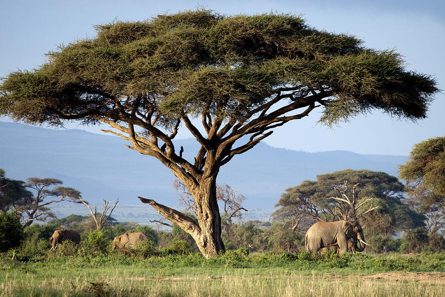 Elephants under acacia tree Photograph by Mark Snodgrass