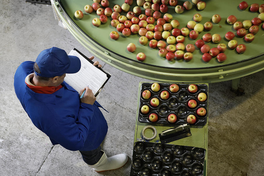 Elevated view of worker checking apples in an apple processing factory Photograph by Alistair Berg