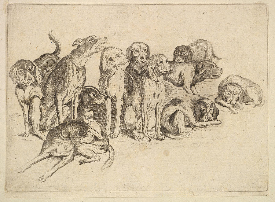 Eleven Hounds Drawing by Wenceslaus Hollar