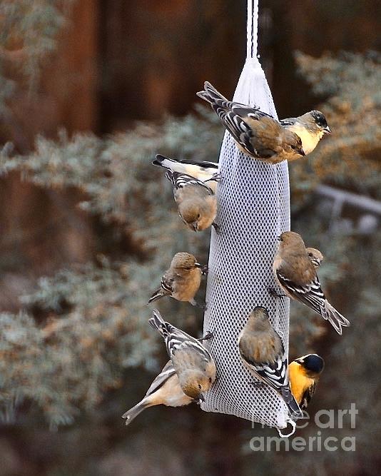 Eleven Lesser Goldfinches Photograph by Phyllis Kaltenbach