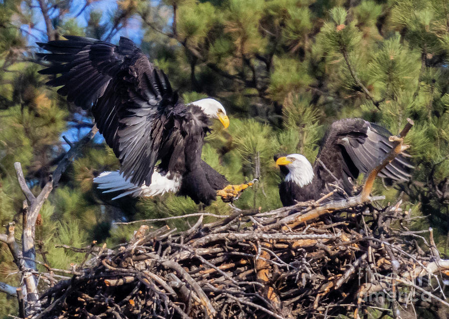 Eleven Mile Bald Eagle Landing Photograph by Steven Krull