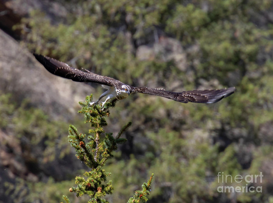 Eleven Mile Osprey Wings Spread Photograph by Steven Krull