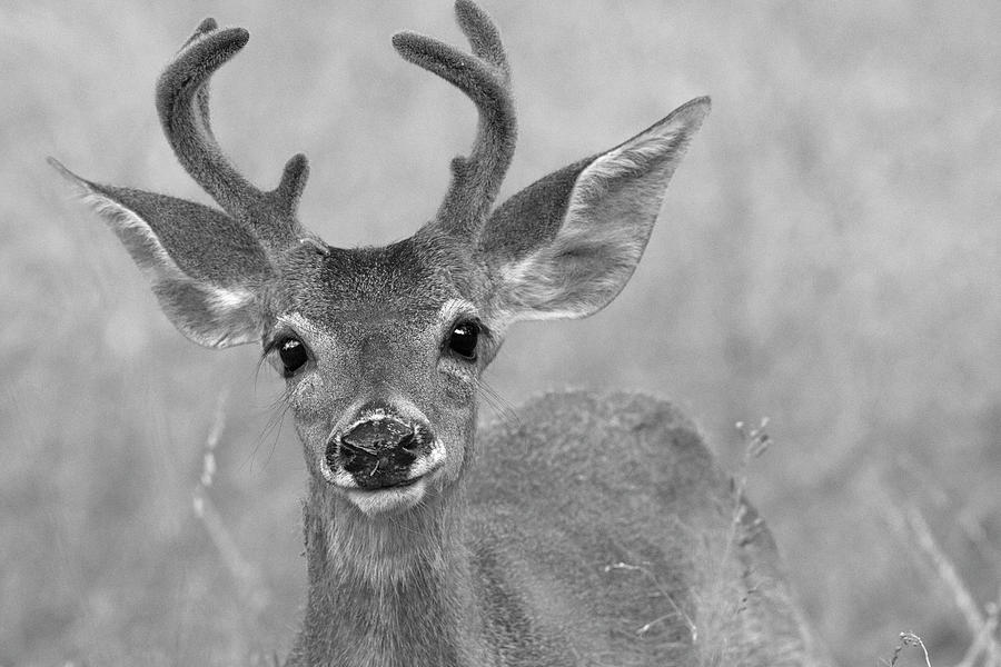 Elf Deer in Black and White Photograph by Sue Cullumber
