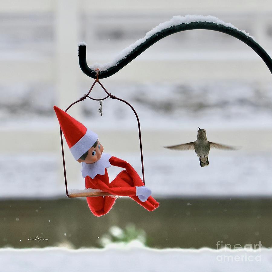 Hummingbird Photograph - Elf on Hummingbird Swing by Carol Groenen