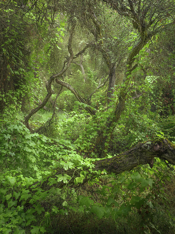 Elfin Jungle Photograph by Alexander Kunz