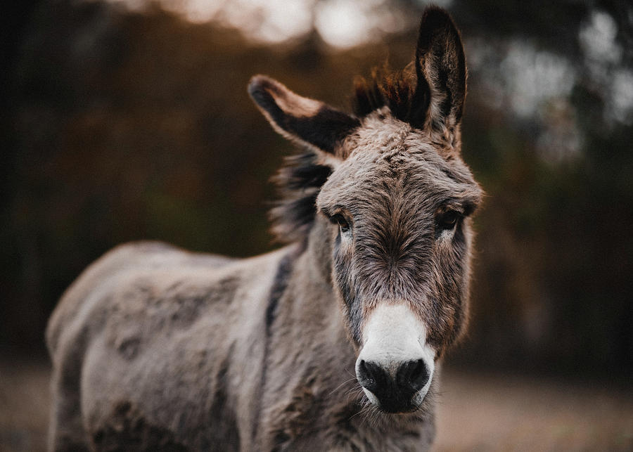 Eli the Donkey Photograph by Macy Perry - Fine Art America