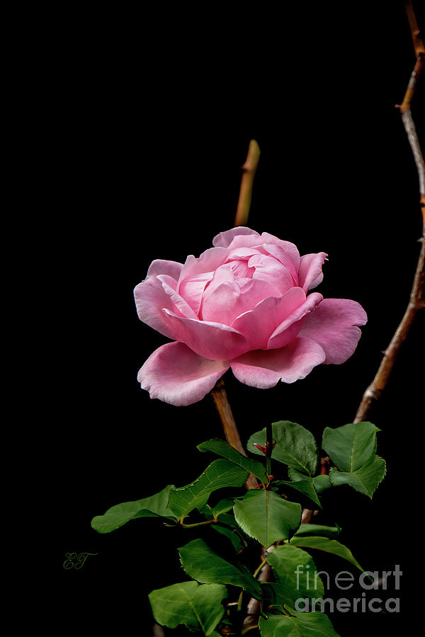 Pink Rose 3 Photograph by Elaine Teague