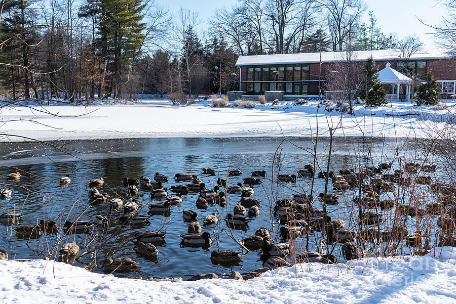 Elizabeth Park Pond in Winter Photograph by Lorraine Cosgrove