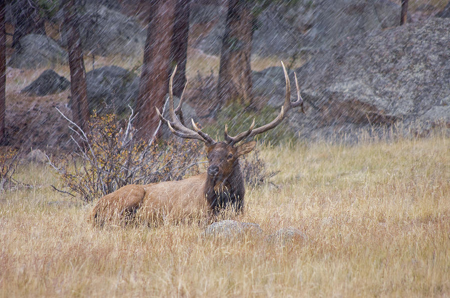 Elk - 1070 Photograph by Jerry Owens