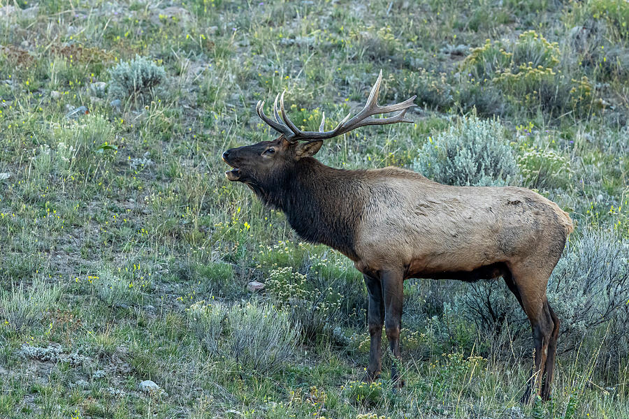 Wildlife Photograph - Elk 112023 by Paul Freidlund