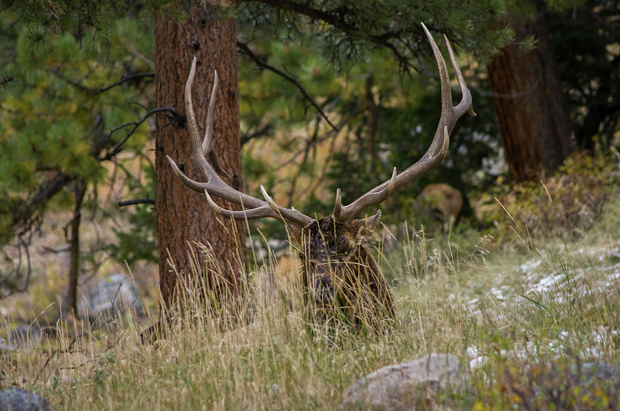 Elk - 1256-1 Photograph by Jerry Owens