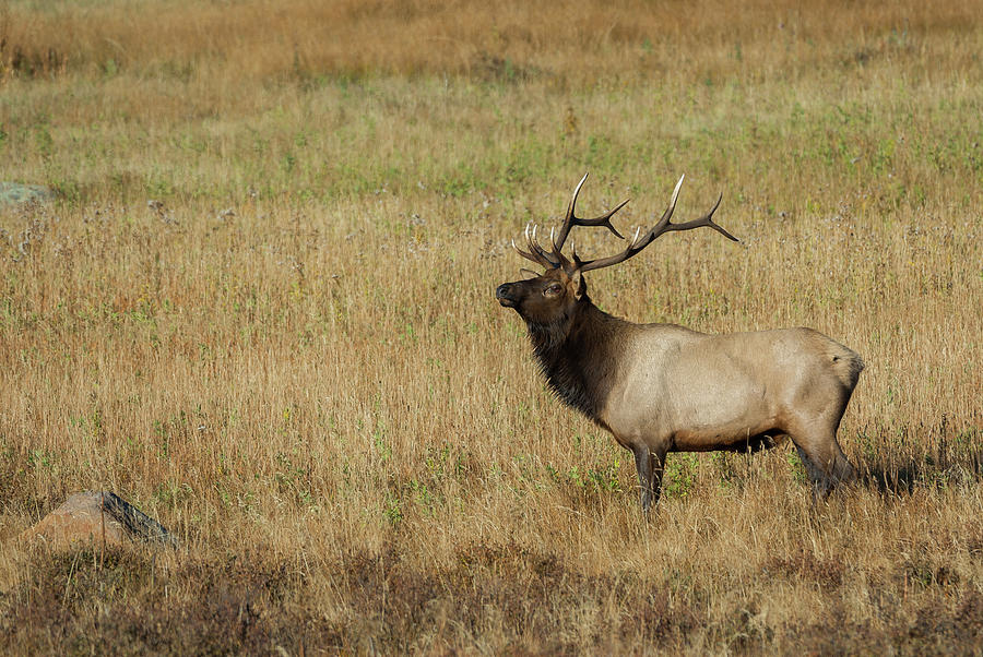 Elk - 1382 Photograph by Jerry Owens