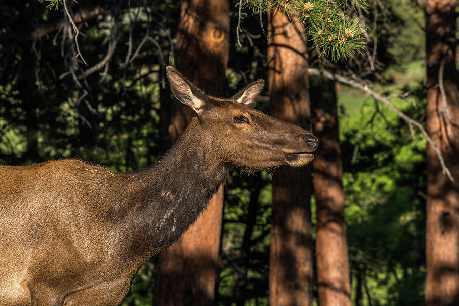 Rocky Mountain National Park Photograph - Elk 2 by Michael Putthoff