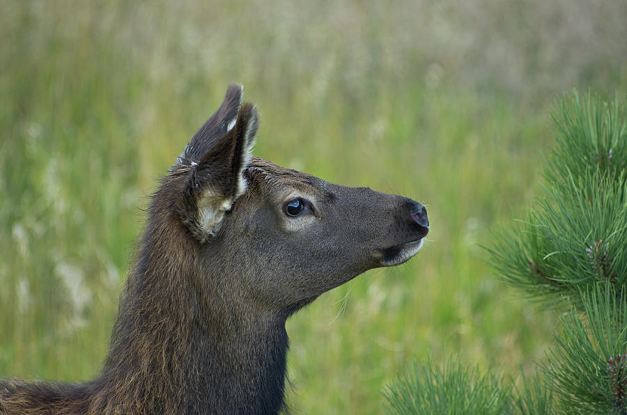 Rocky Mountain National Park Photograph - Elk - 2499 by Jerry Owens