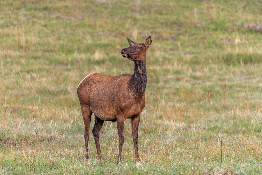 Rocky Mountain National Park Photograph - Elk 3 by Michael Putthoff