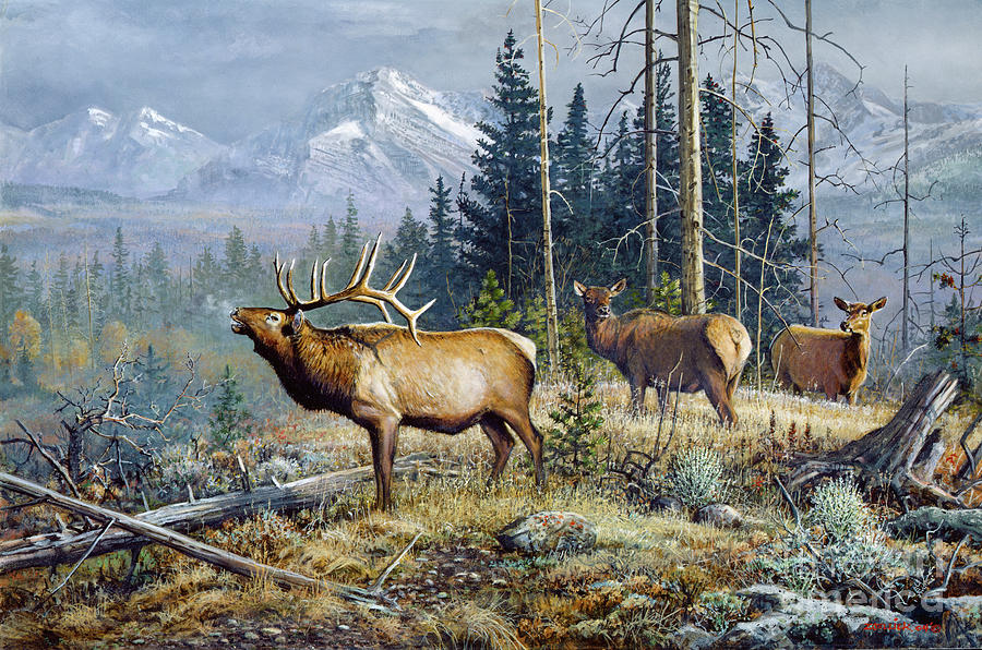Elk 3 Painting by Scott Zoellick