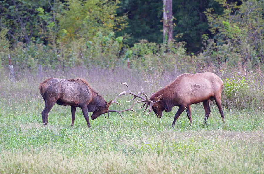 Elk - 3246 Photograph by Jerry Owens